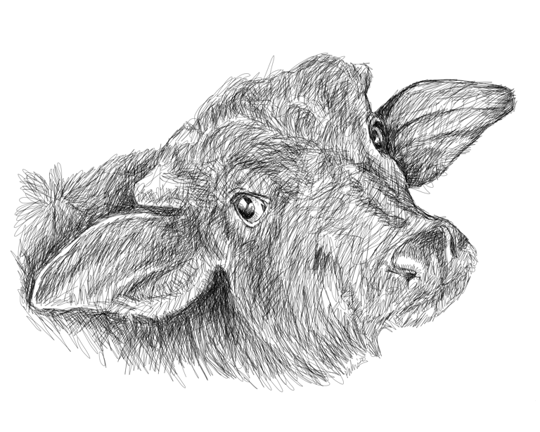 Bovine - Framed matte paper poster Image 2