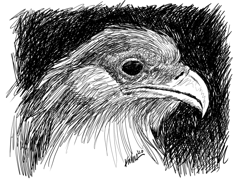Bird of Prey framed art print Image 2