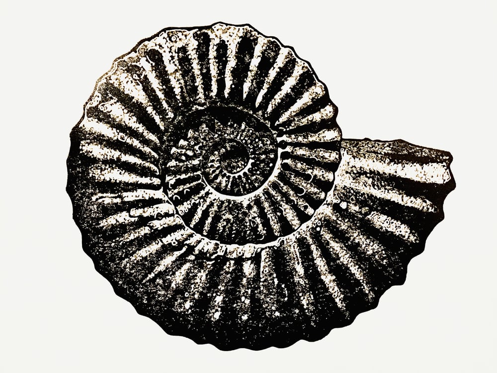 Ammonite - grey/black linocut print 