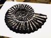 Ammonite - grey/black linocut print 