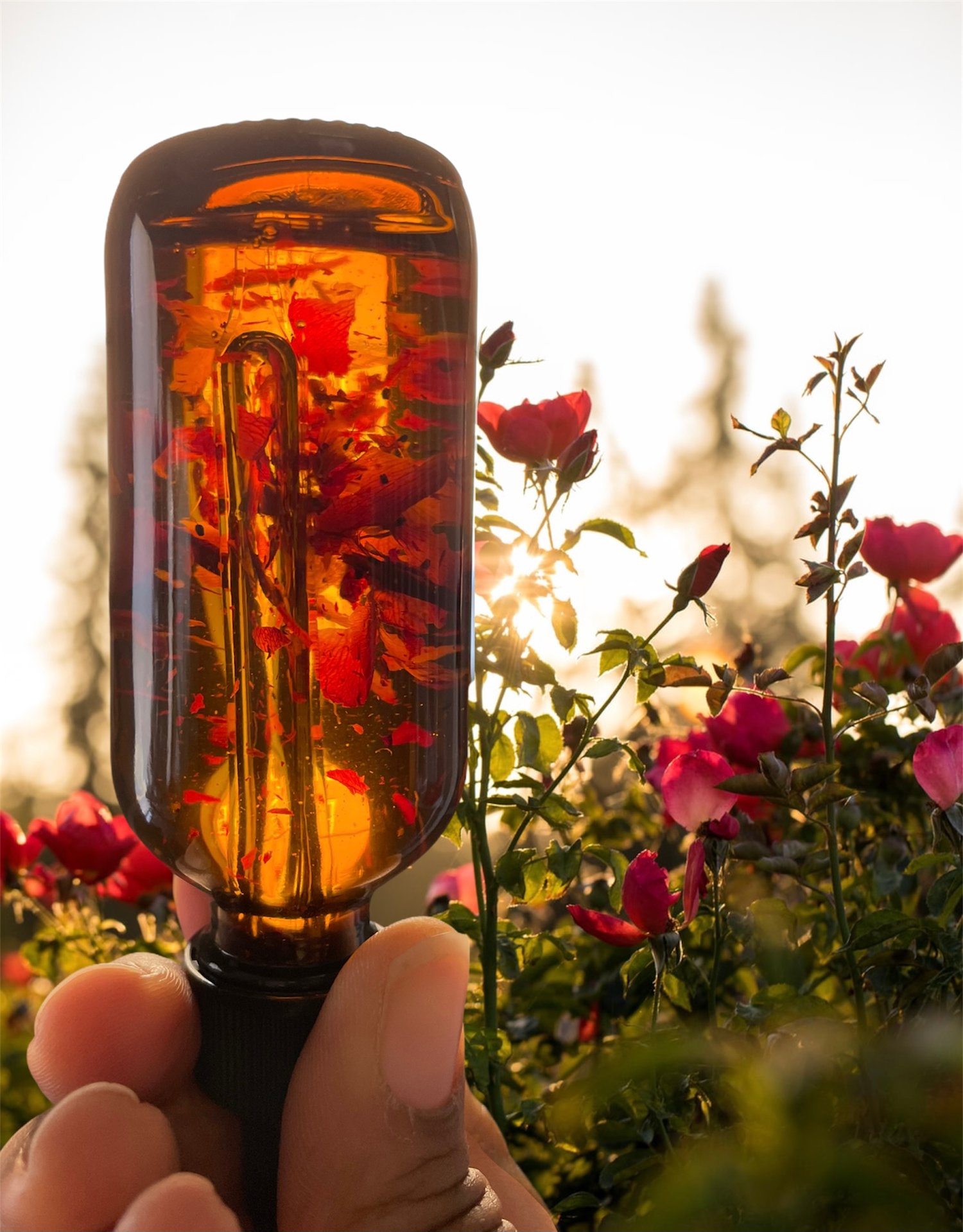 Image of Mango Rose Face Oil