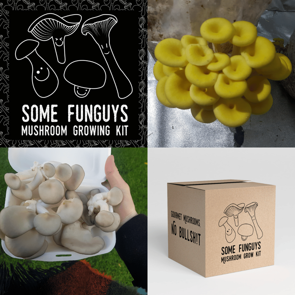 Image of Triple up! Three gourmet mushroom grow at-home kits 