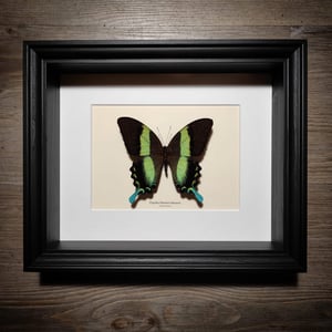 Image of Esemplare di Papilio blumei blumei di Malatea Studio 