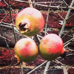 Image of The Winter Garden