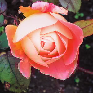 Image of The Winter Garden