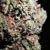Lemon Haze CBD Flower