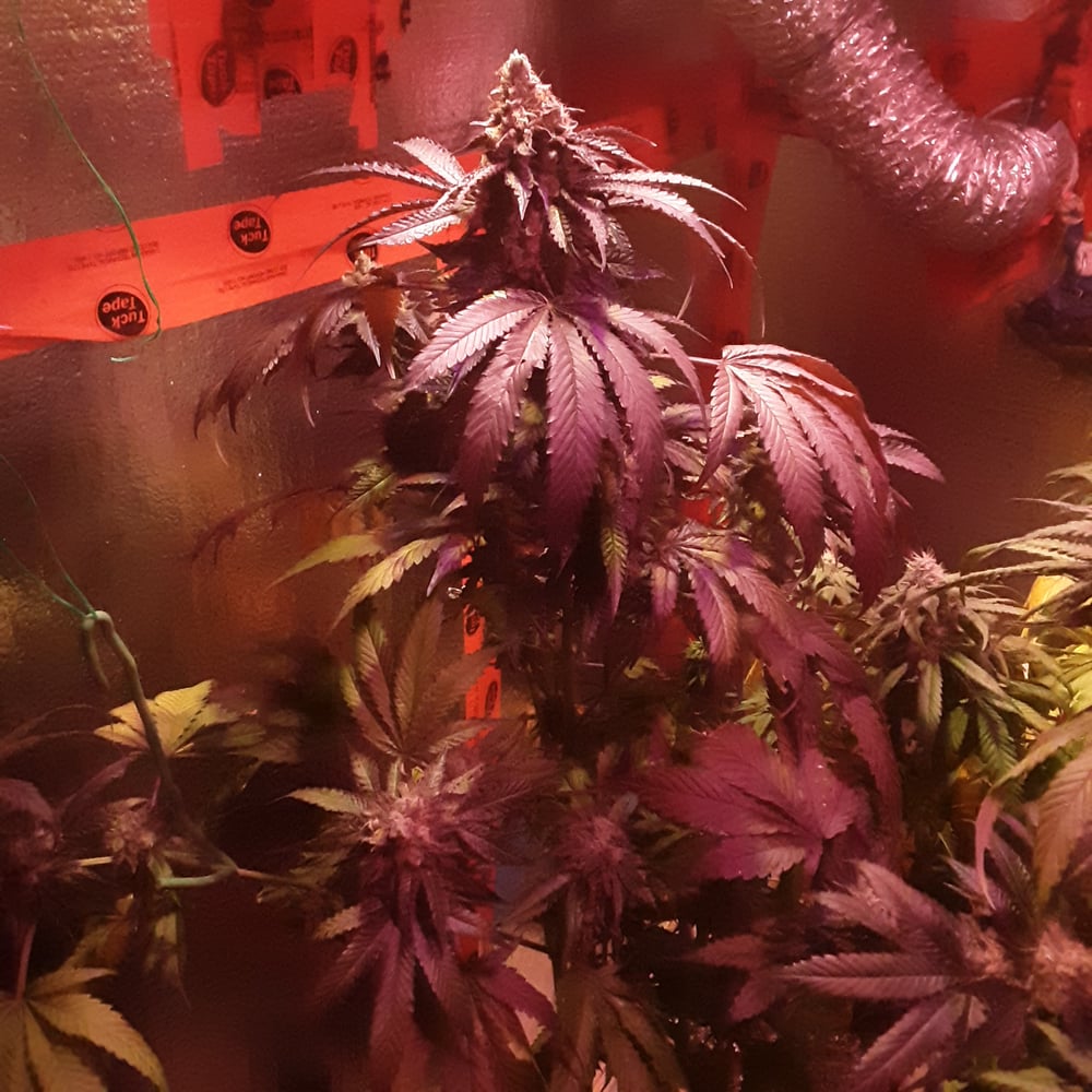 Violator ( Island Life Seeds ) 5 pk