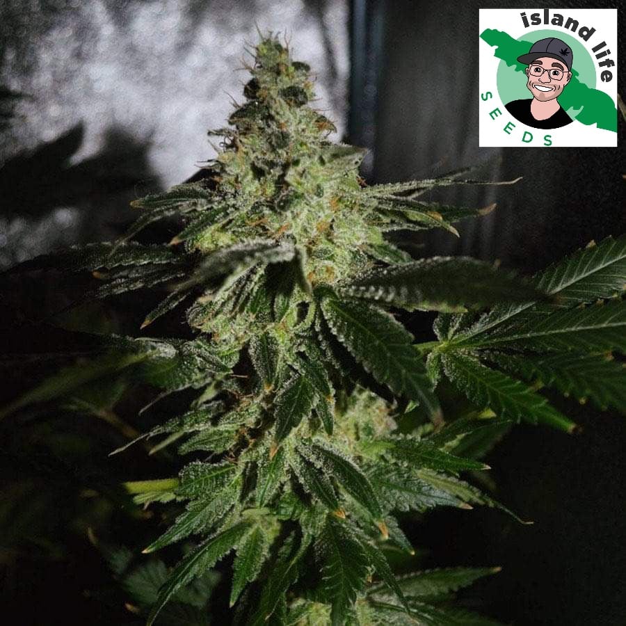 Violator ( Island Life Seeds ) 5 pk
