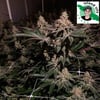 Gelato Mint ( Island Life Seeds ) 5 pk