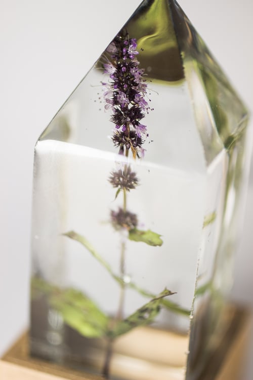 Image of Peppermint (Mentha x piperita) - Floral Night-Light #1