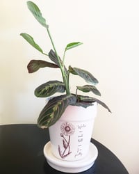Image 2 of Indoor Ceramic Planter with original sketch "Water me and tell me I'm pretty." 