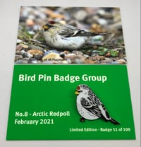 Image 1 of Arctic Redpoll - February 2021 - Bird Pin Group 