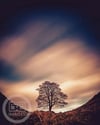 SYCAMORE GAP