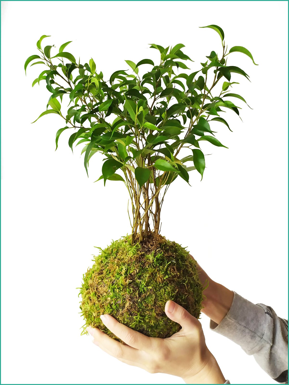 Image of Ficus Natasja