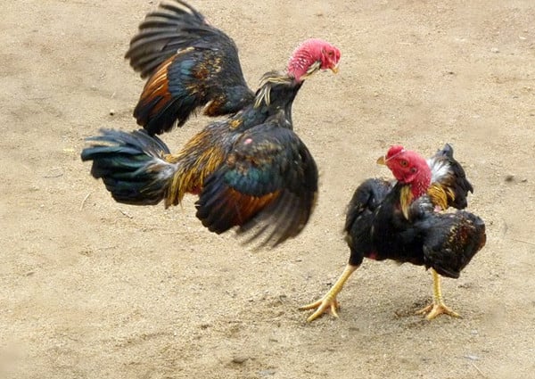 Đá gà cựa dao Rik88 - Trải nghiệm không thể bỏ qua cho người yêu thích