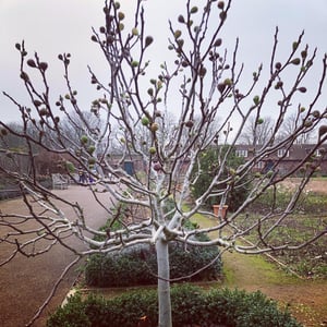 Image of The Fig Tree