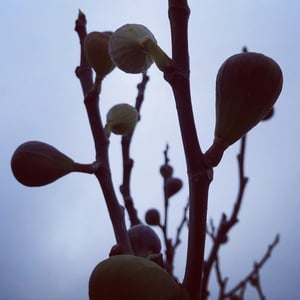 Image of The Fig Tree