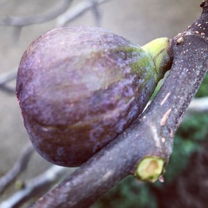 Image of The Fig Tree