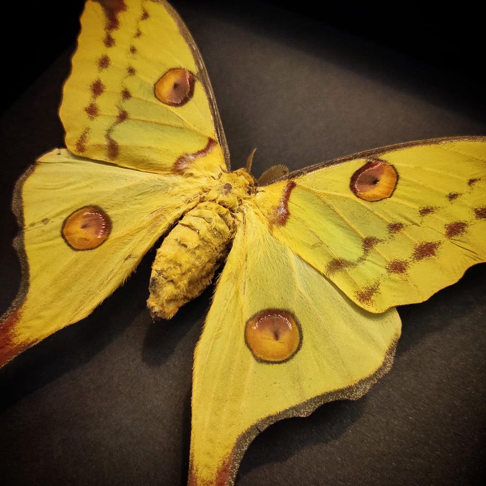 Image of Cometh Moth #black