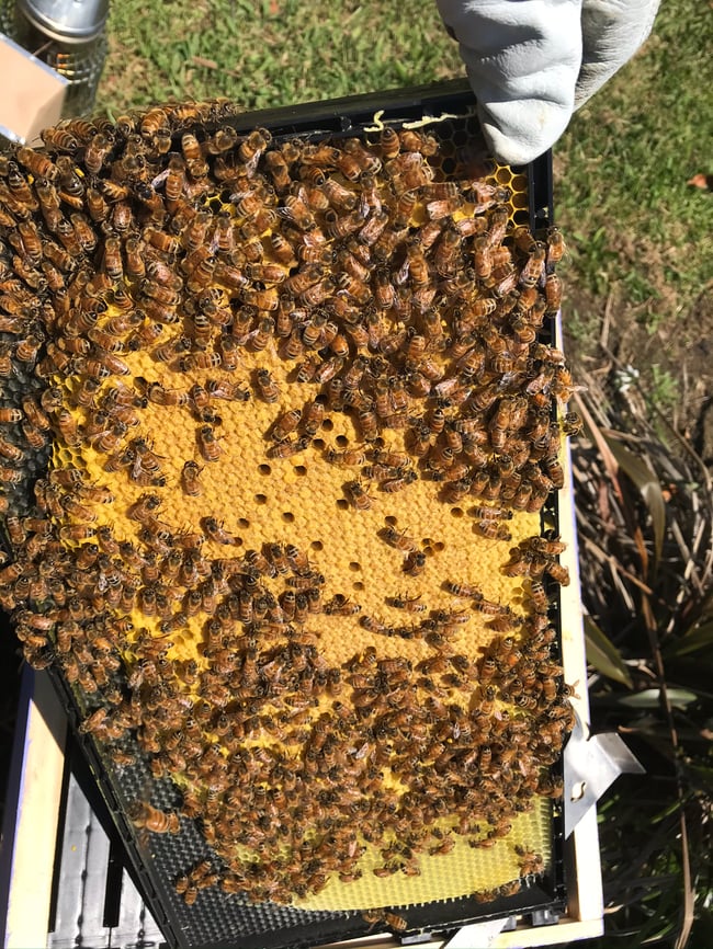 Nucleus of Bees | Three Lavenders Honey