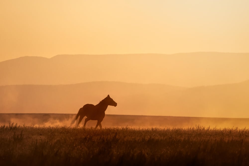 Image of Horse With No Name