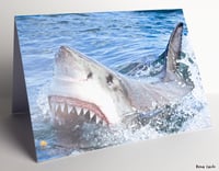Shark
