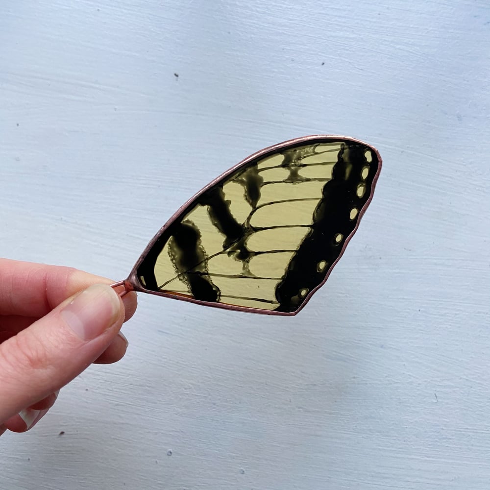 Image of Tiger Swallowtail Butterfly Wing