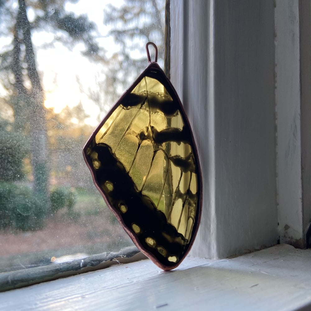 Image of Tiger Swallowtail Butterfly Wing