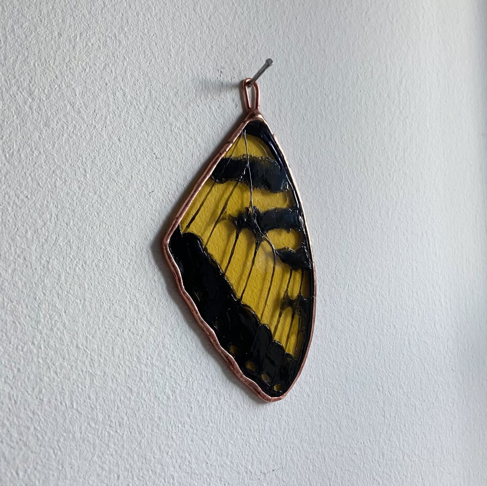 Image of Tiger Swallowtail Butterfly Wing