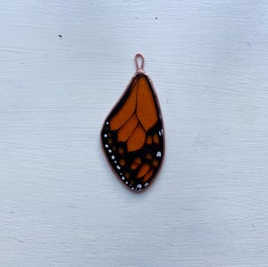 Image of Monarch Butterfly Wing no.2