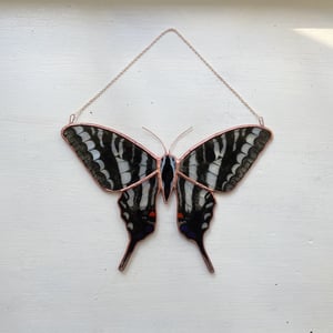 Image of Zebra Swallowtail Butterfly