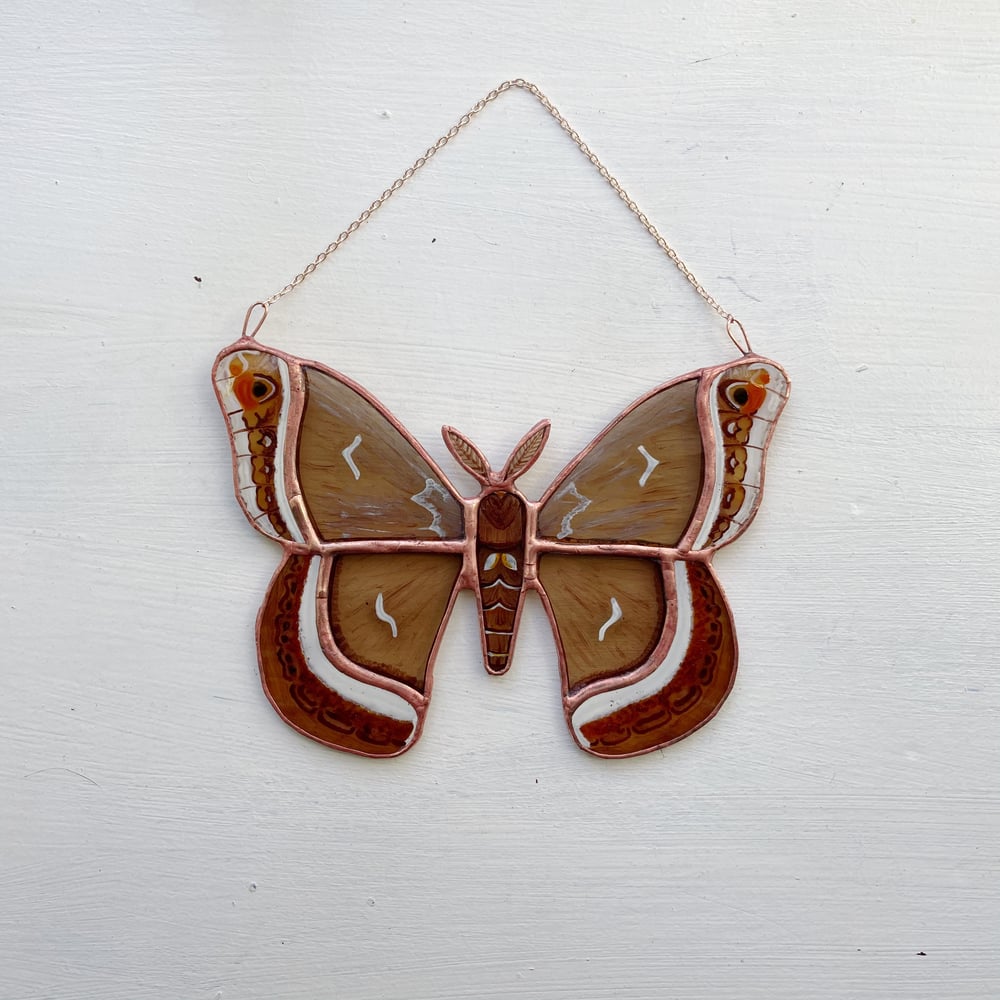 Image of Calleta Silkmoth