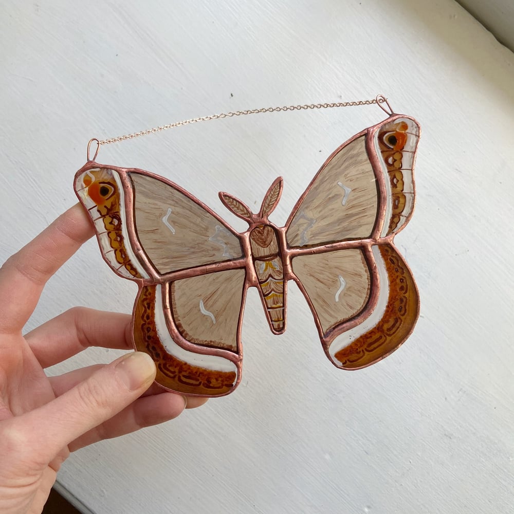 Image of Calleta Silkmoth