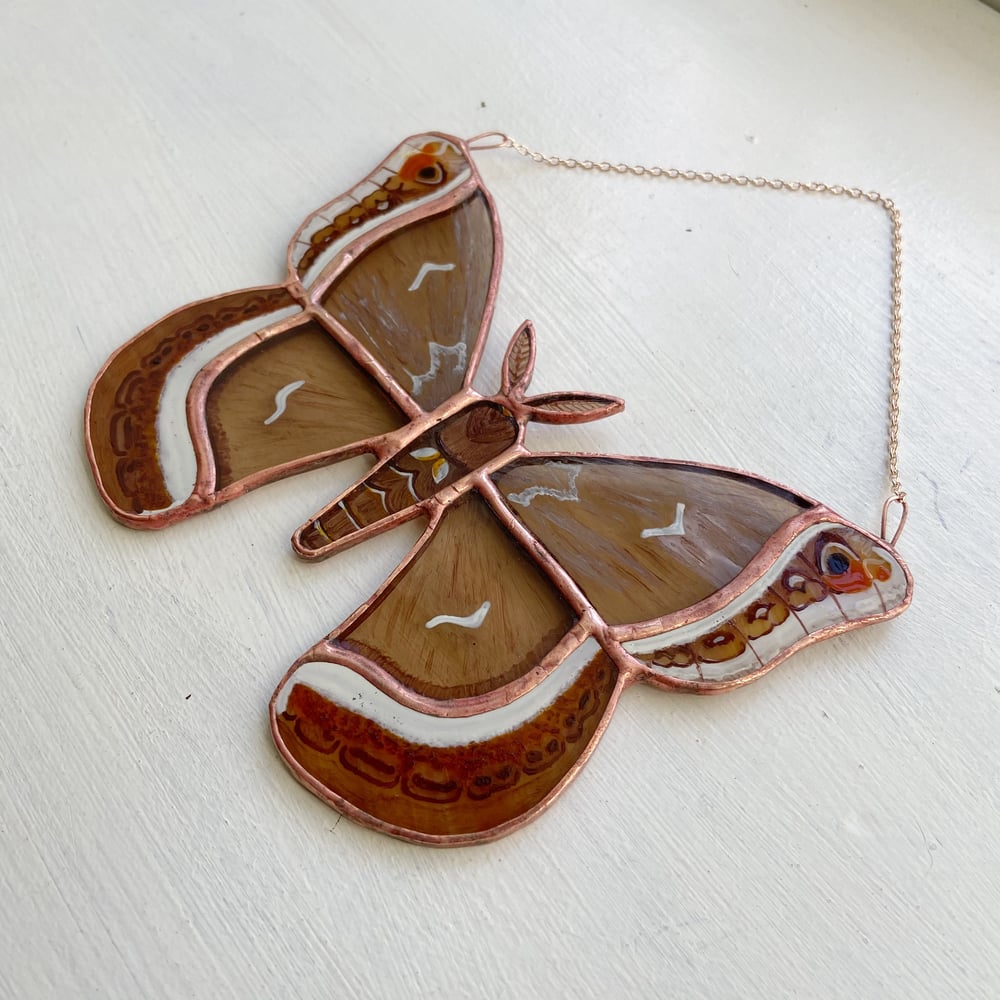 Image of Calleta Silkmoth