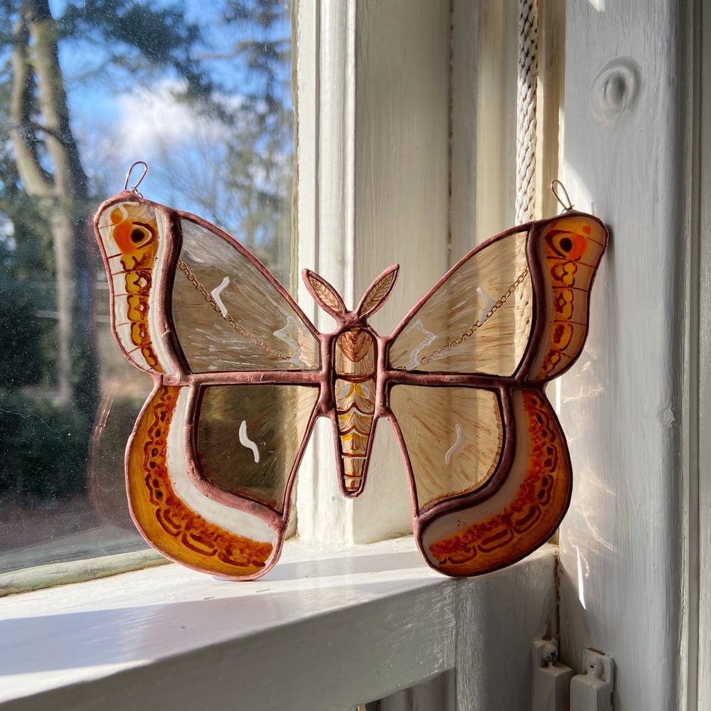 Image of Calleta Silkmoth