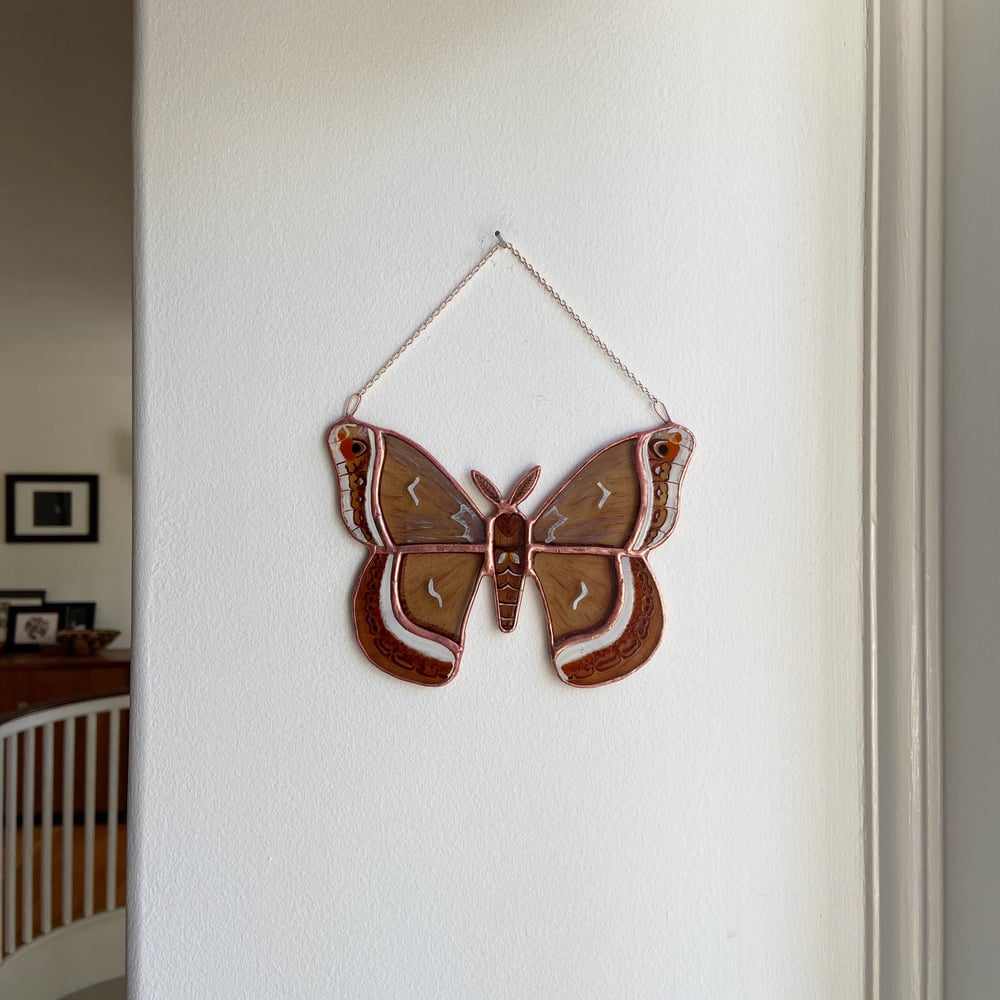 Image of Calleta Silkmoth