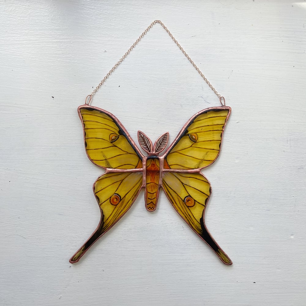 Image of African Moon Moth