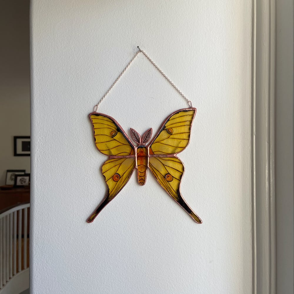 Image of African Moon Moth