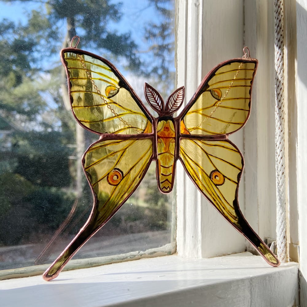 Image of African Moon Moth