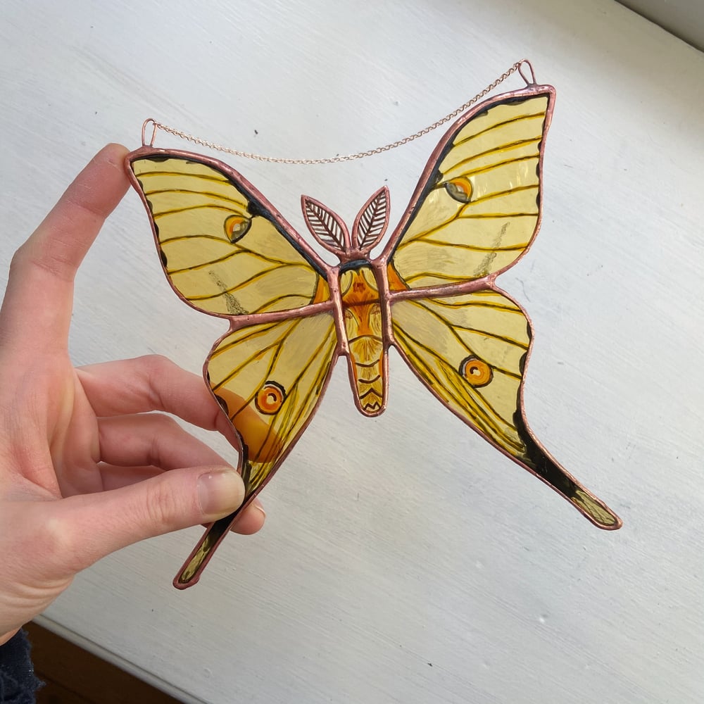 Image of African Moon Moth