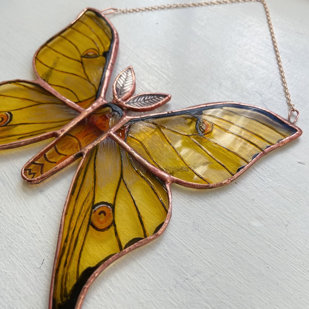 Image of African Moon Moth