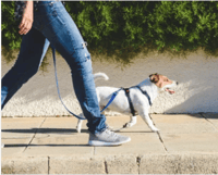 Single Dog Walk