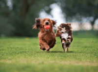 Multiple Dog walk
