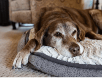 SENIOR DOGS ONLY-7+ yrs