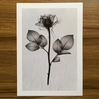 Fundraiser: A4 X-Ray Rose Print