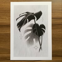 Fundraiser: A4 Monstera Print