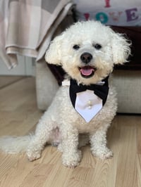 Image 3 of Tuxedo Dog Bandana