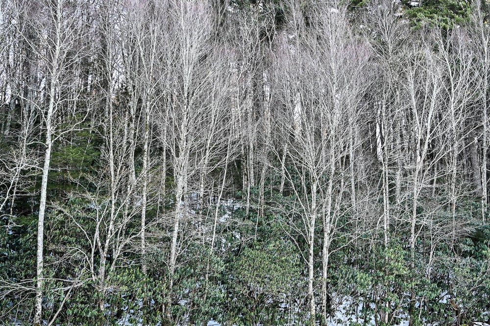 Image of White Woods 2661