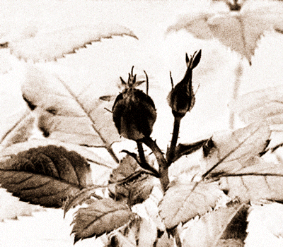 Image of Momentoscope - Brass Etched