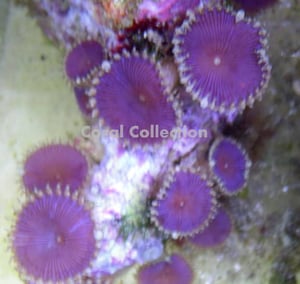 Image of Purple Death Palythoa